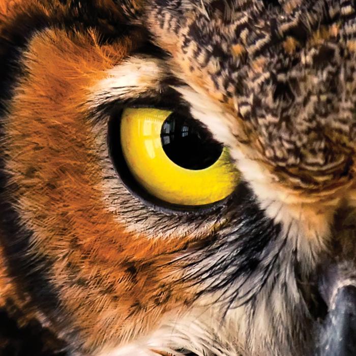 International Owl CenterColor closeup photo of a single yellow eye from an owl at the International Owl Center