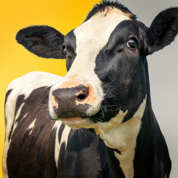 cow image with yellow and grey background