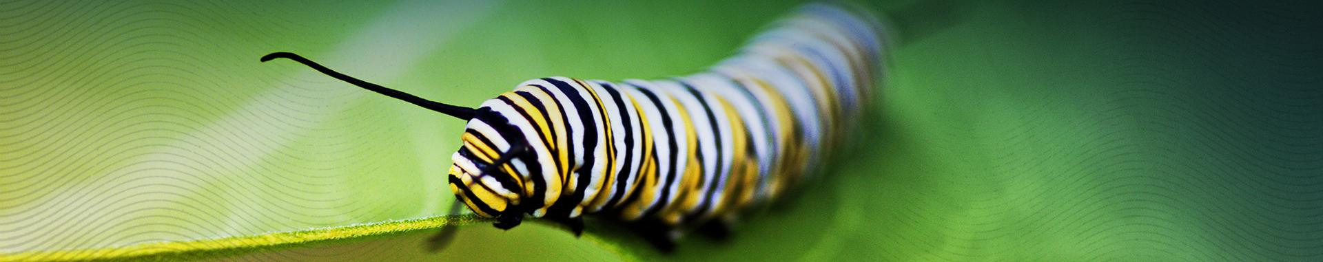 Strive 2 Thrive full-color monarch butterfly caterpillar on a leaf panoramic photo